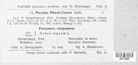 Puccinia ribis-caricis image